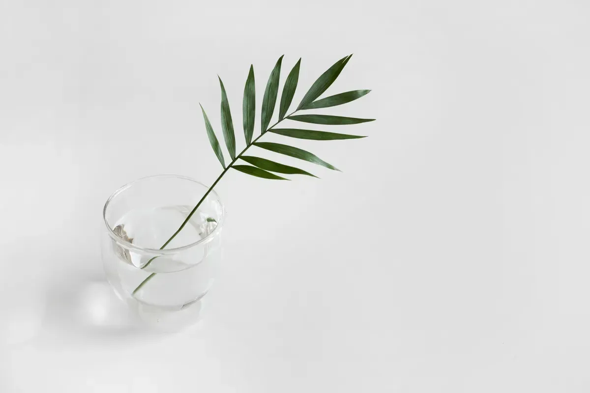 羅漢松果實可以吃嗎