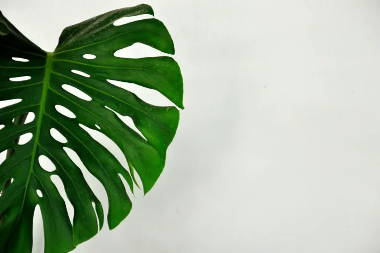 Plantpots20001