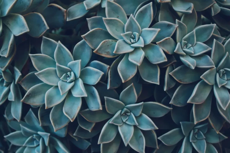 Plantpots20003
