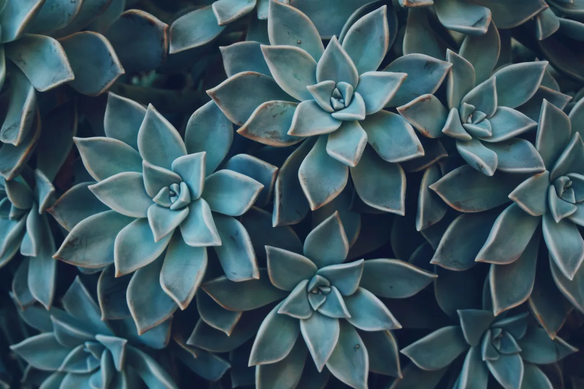 Plantpots20003