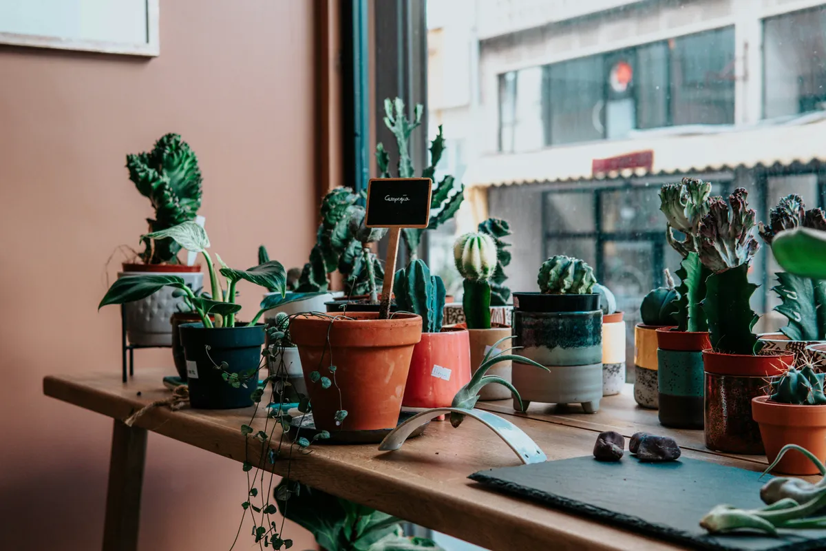 Plantpots20004
