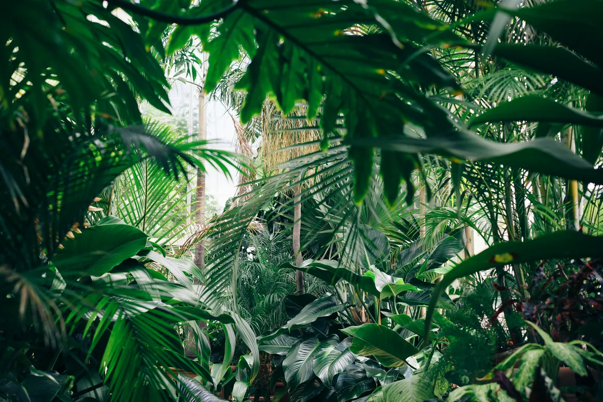 Plantpots20005