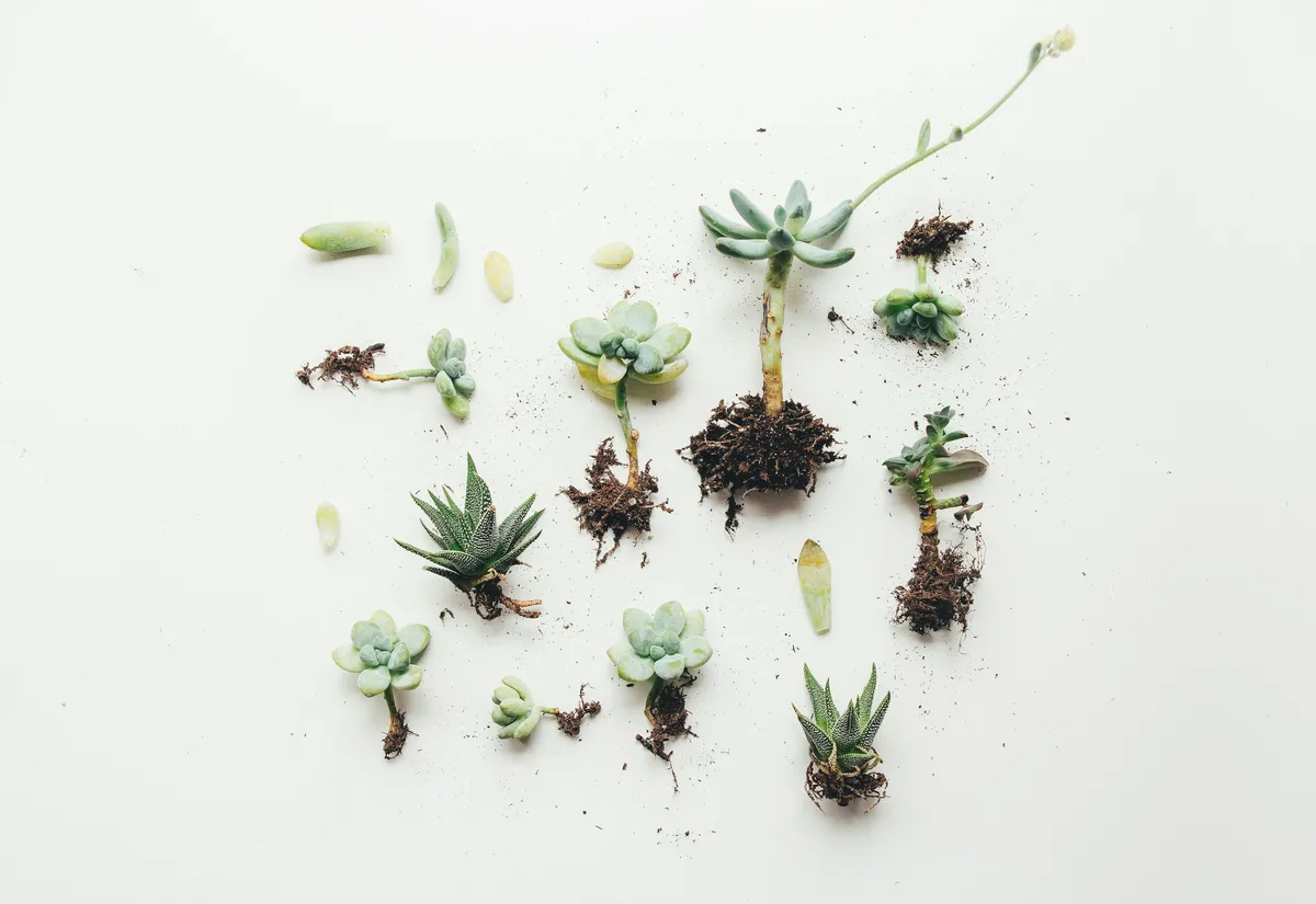 Plantpots20007