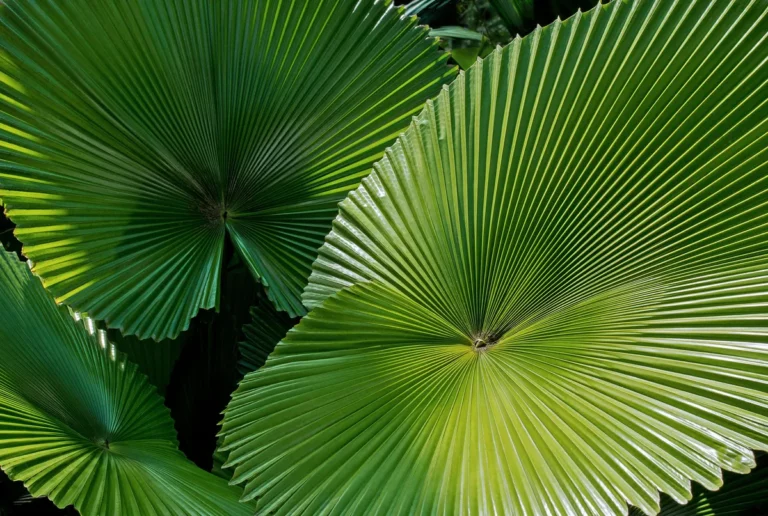 Plantpots20009