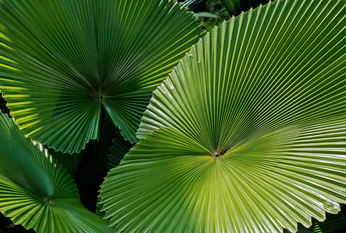 Plantpots20009