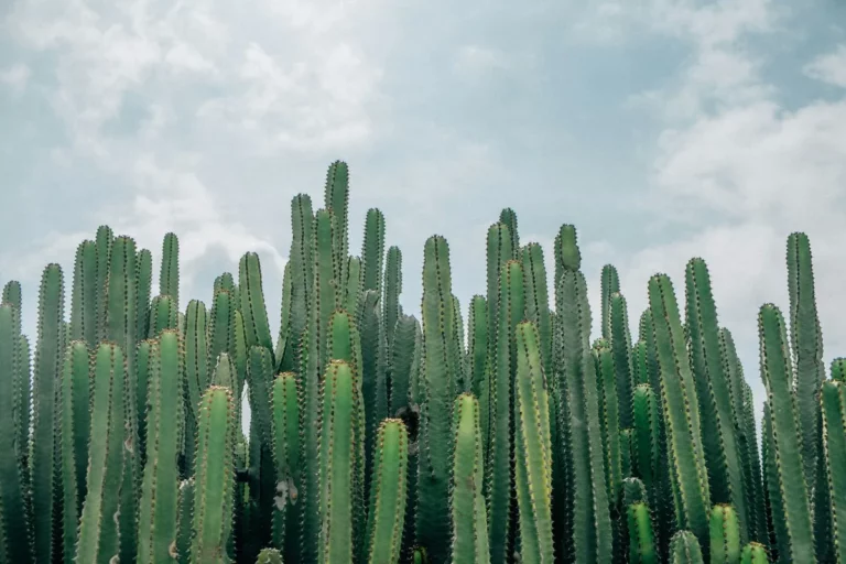 Plantpots20011