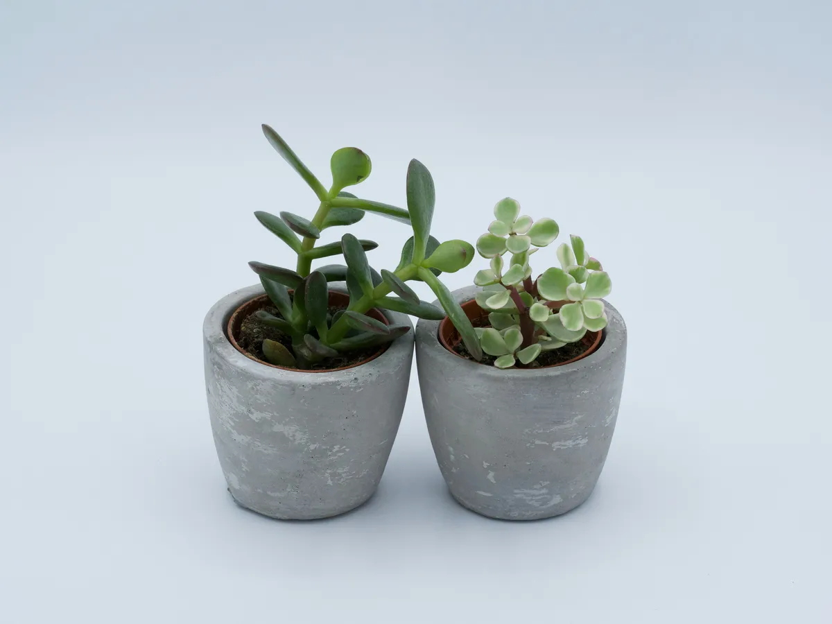 Plantpots20013