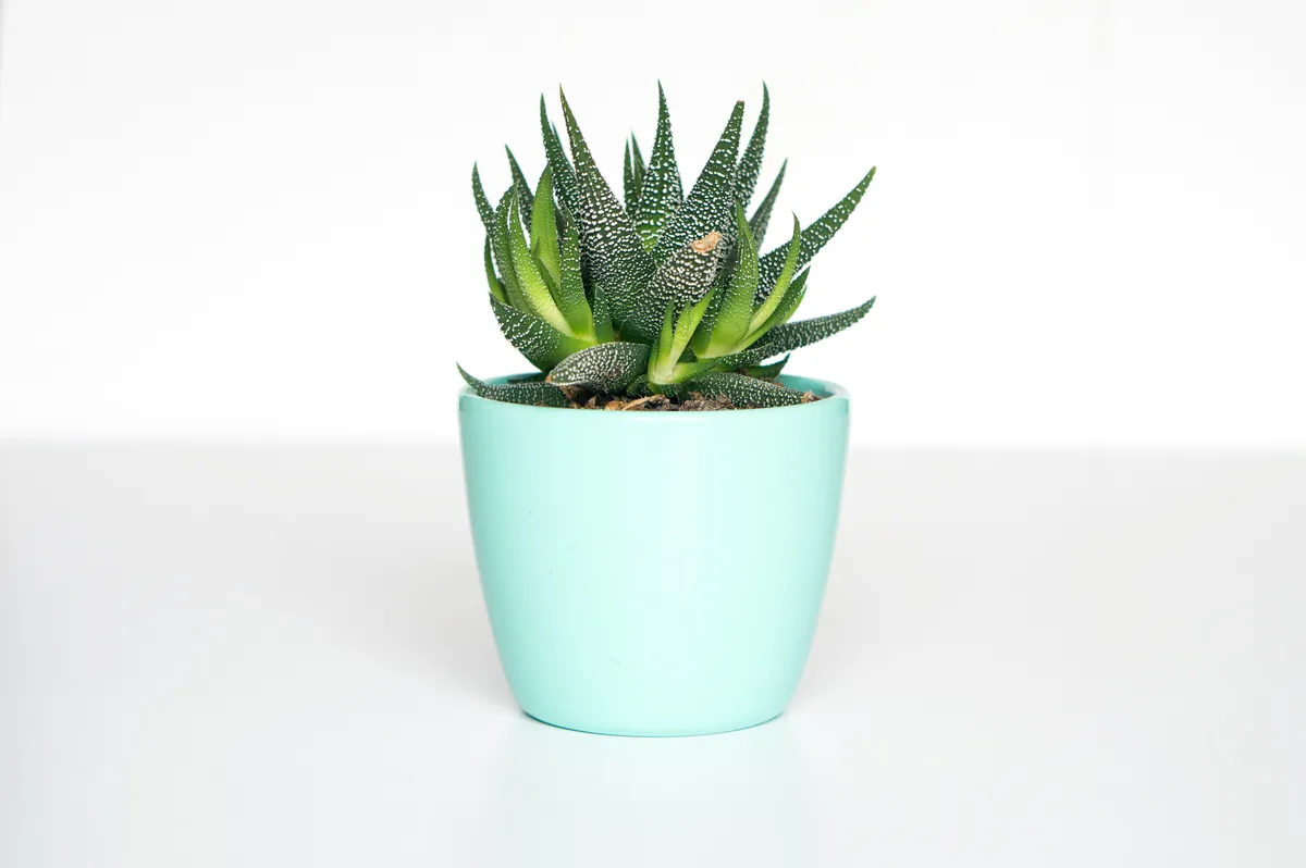 Plantpots20016