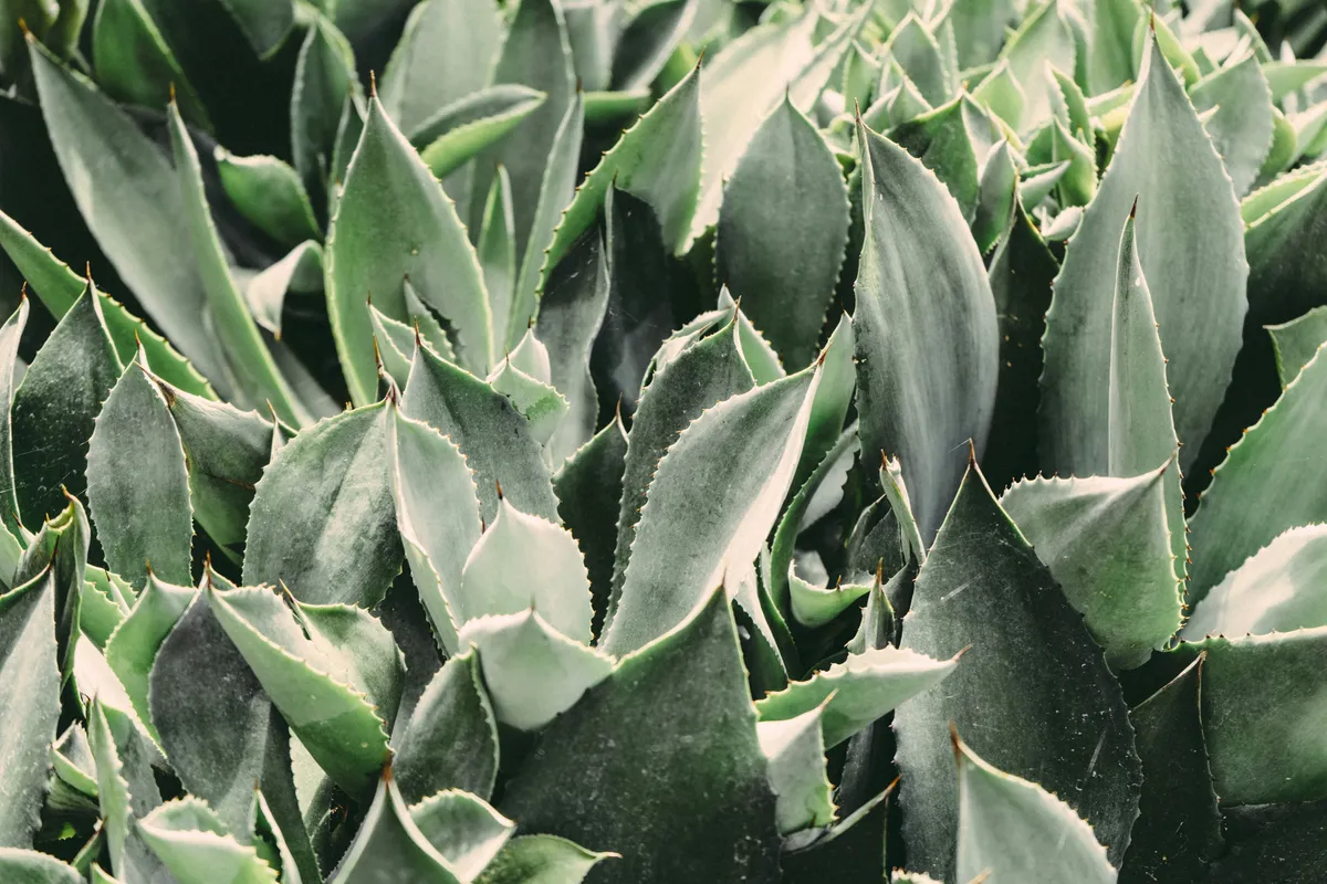 Plantpots20017