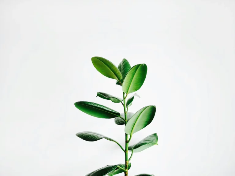Plantpots20019