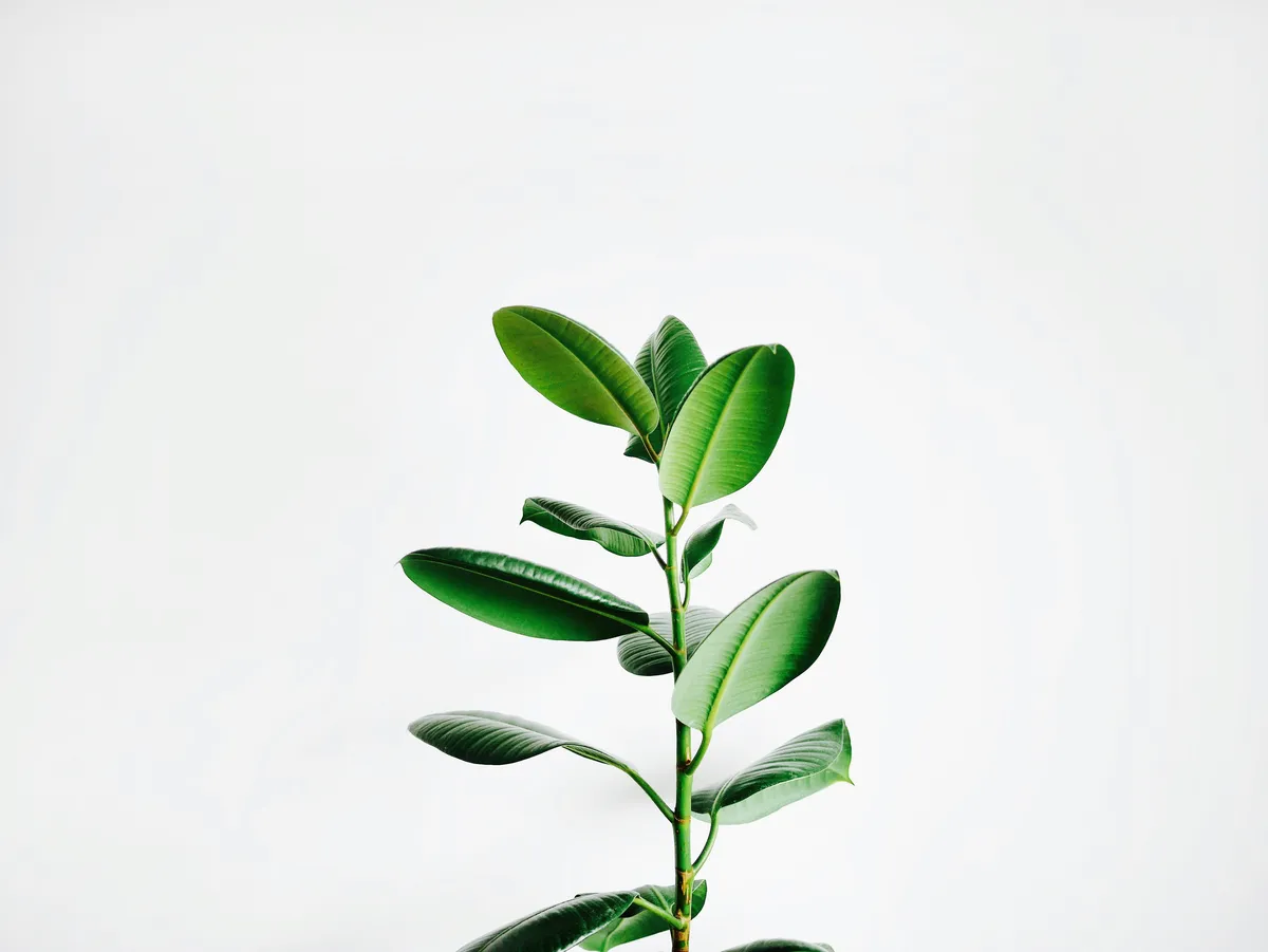 Plantpots20019
