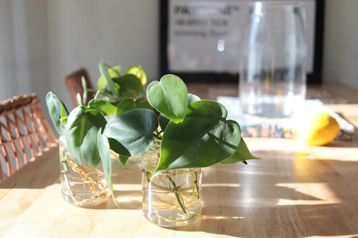 Plantpots20020