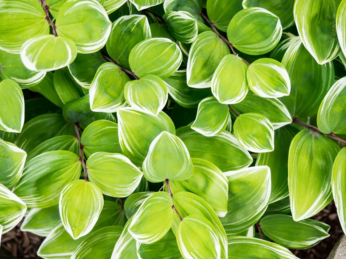 Plantpots20023