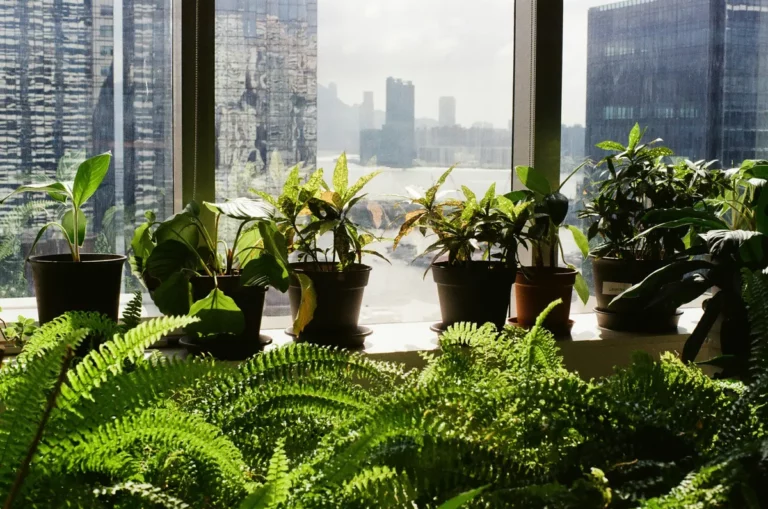 Plantpots20028