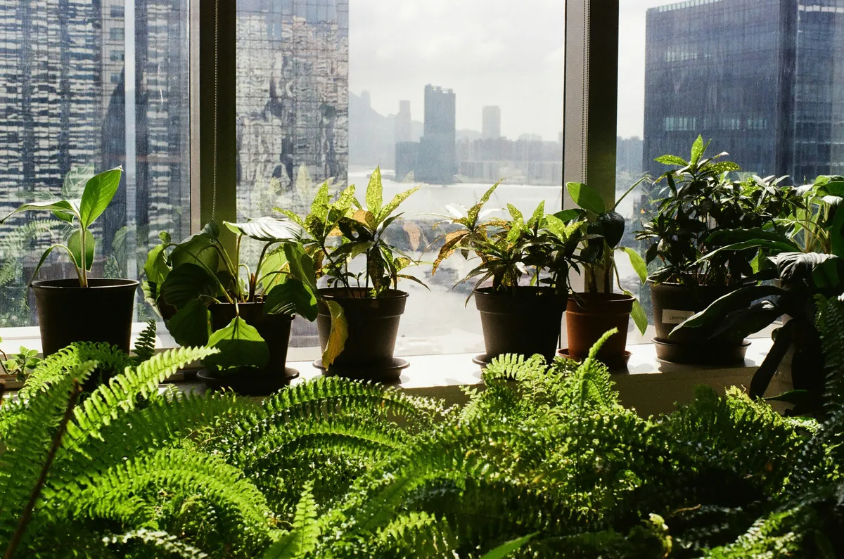 Plantpots20028