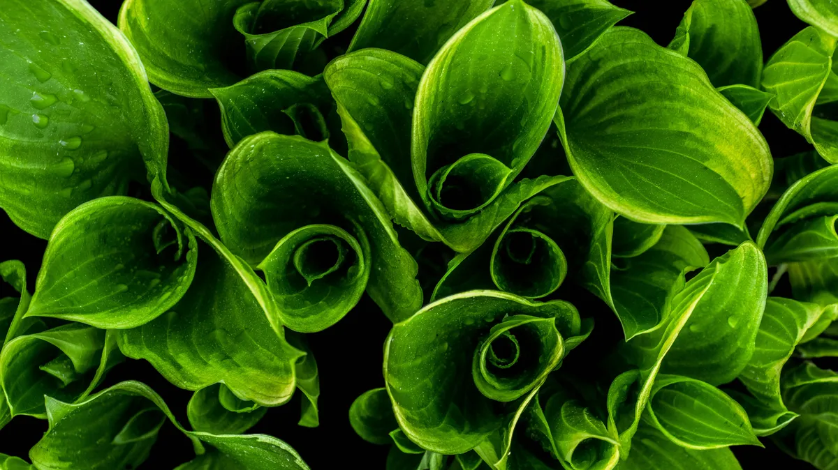 Plantpots20029