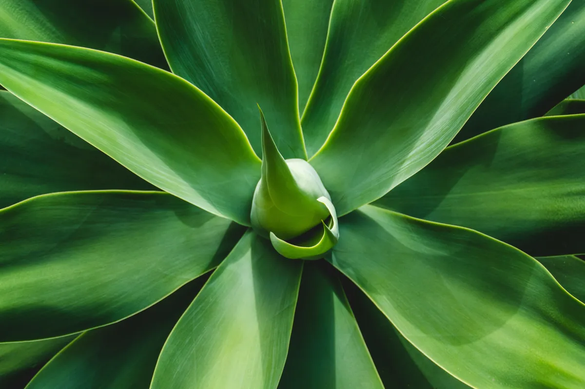 Plantpots20031