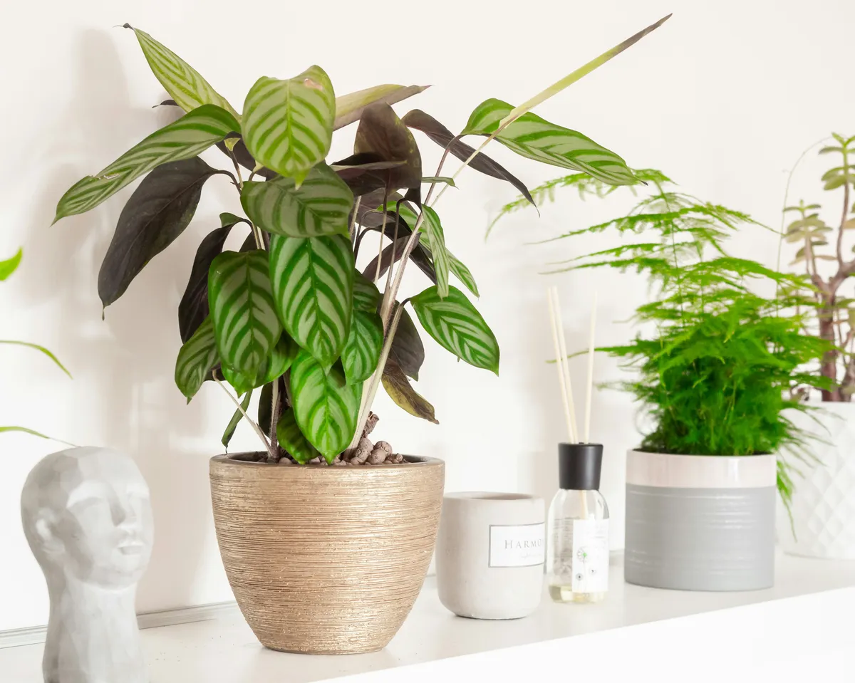 Plantpots20033