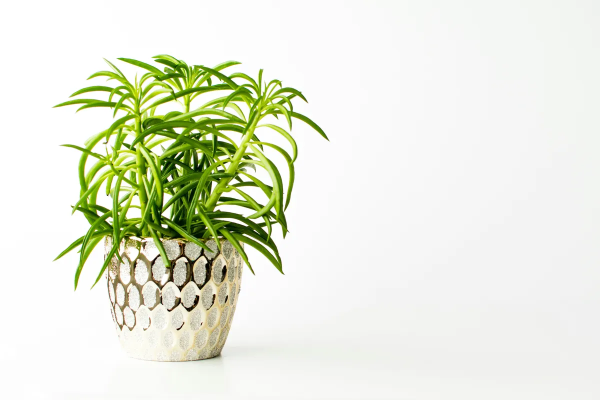 Plantpots20034