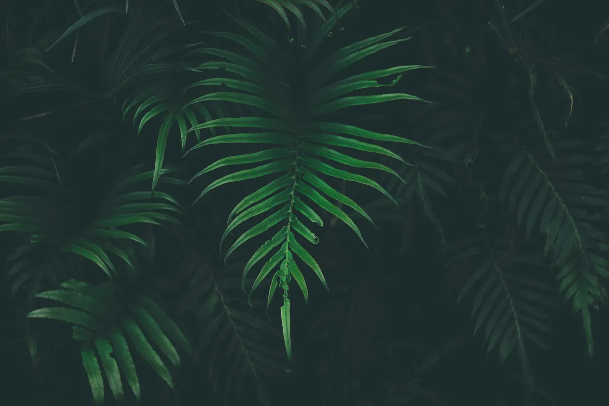 Plantpots20035