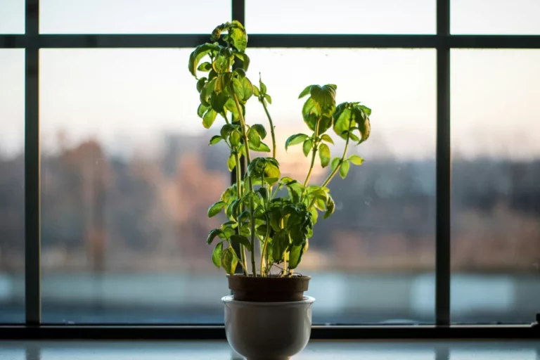 Plantpots20036