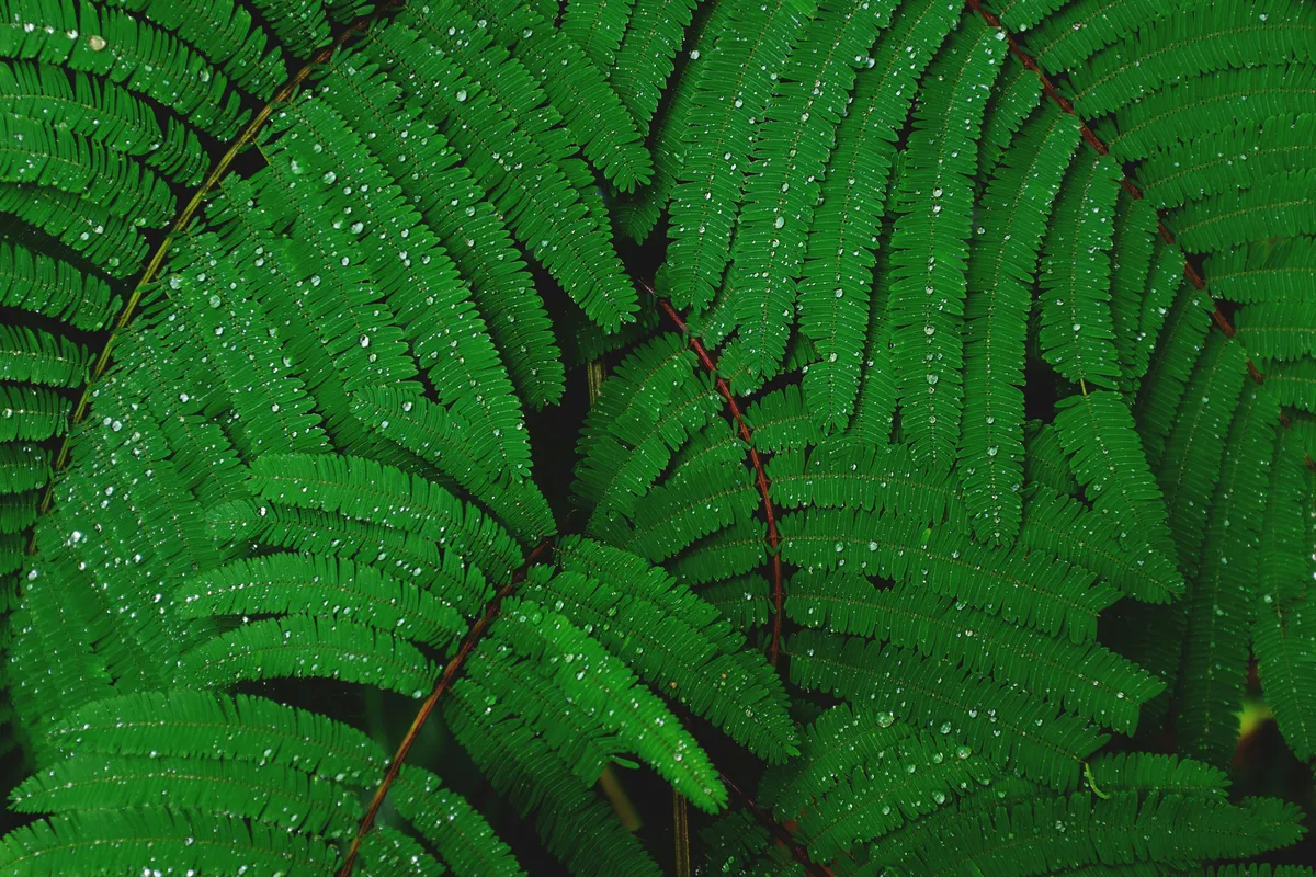 Plantpots20037