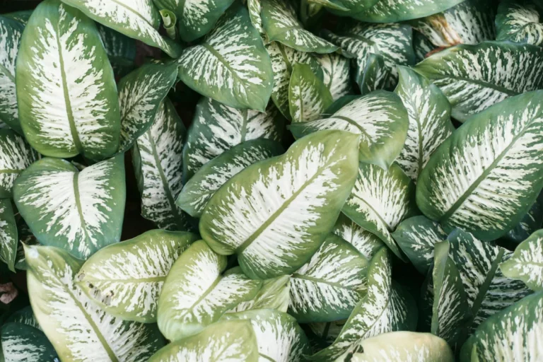 Plantpots20038