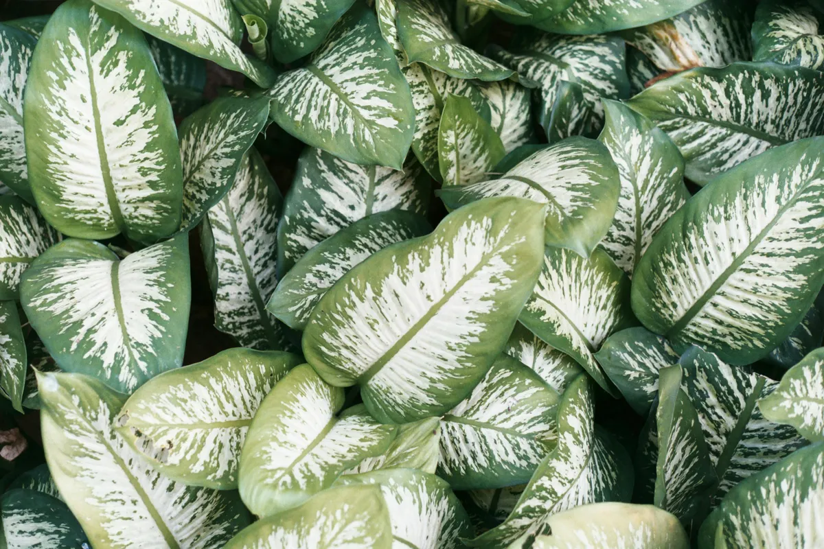 Plantpots20038