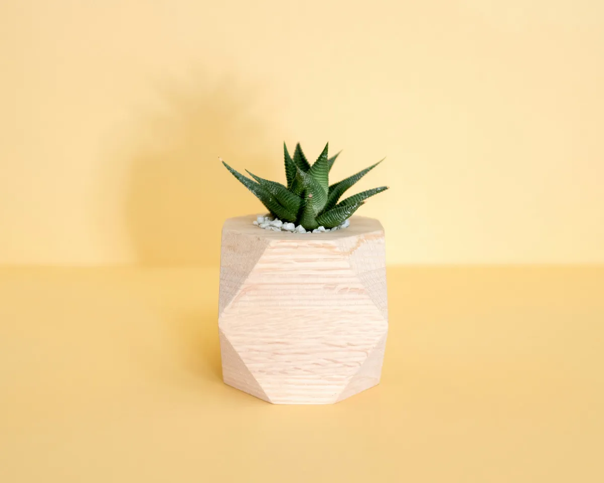 Plantpots20041