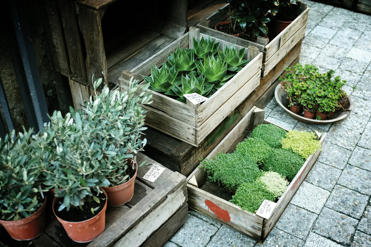 Plantpots20042