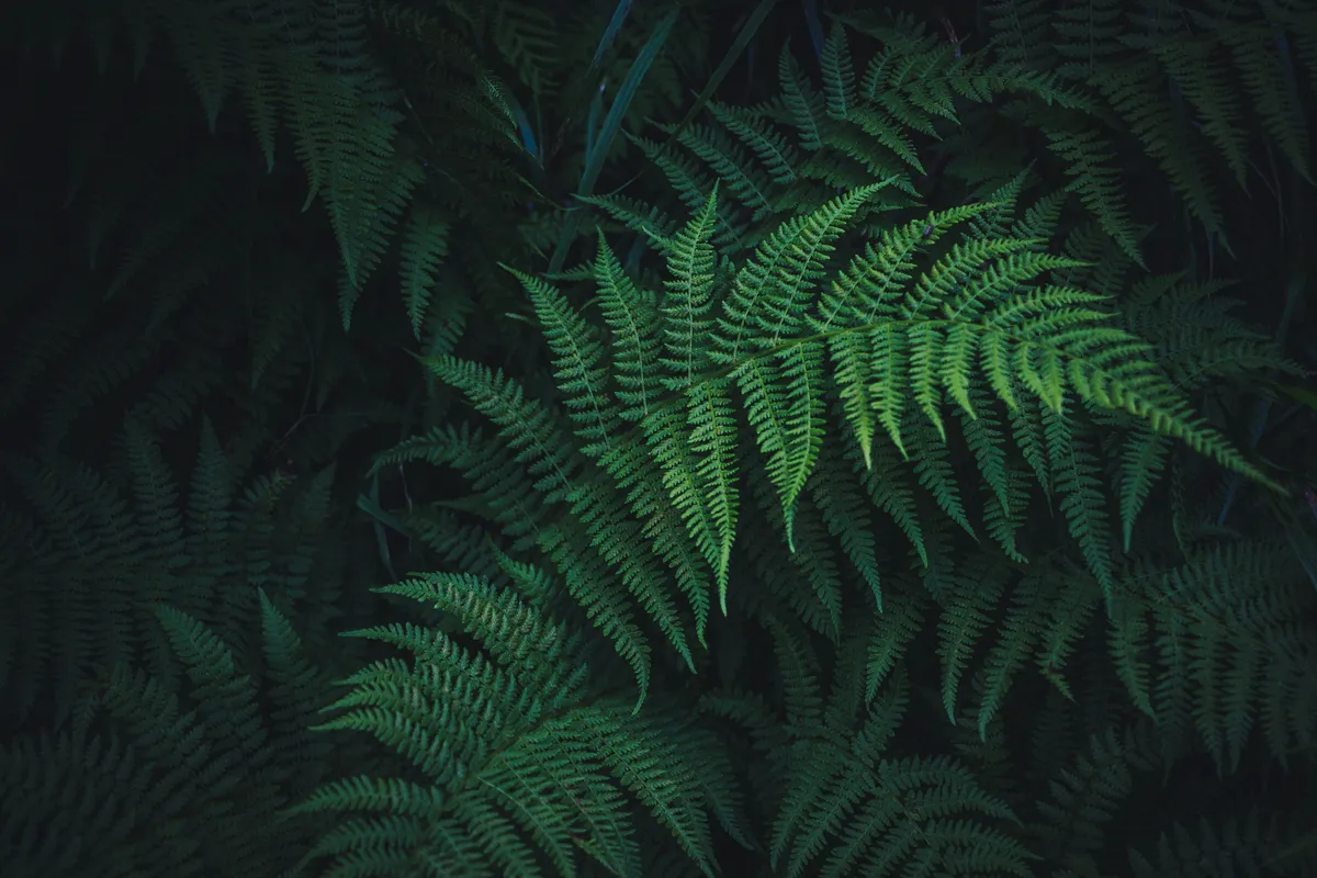 Plantpots20044