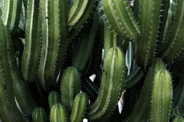Plantpots20046