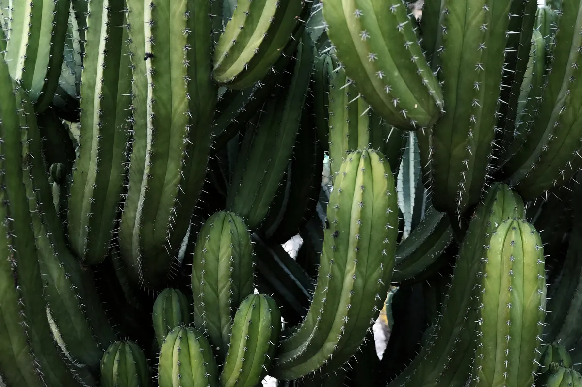 Plantpots20046