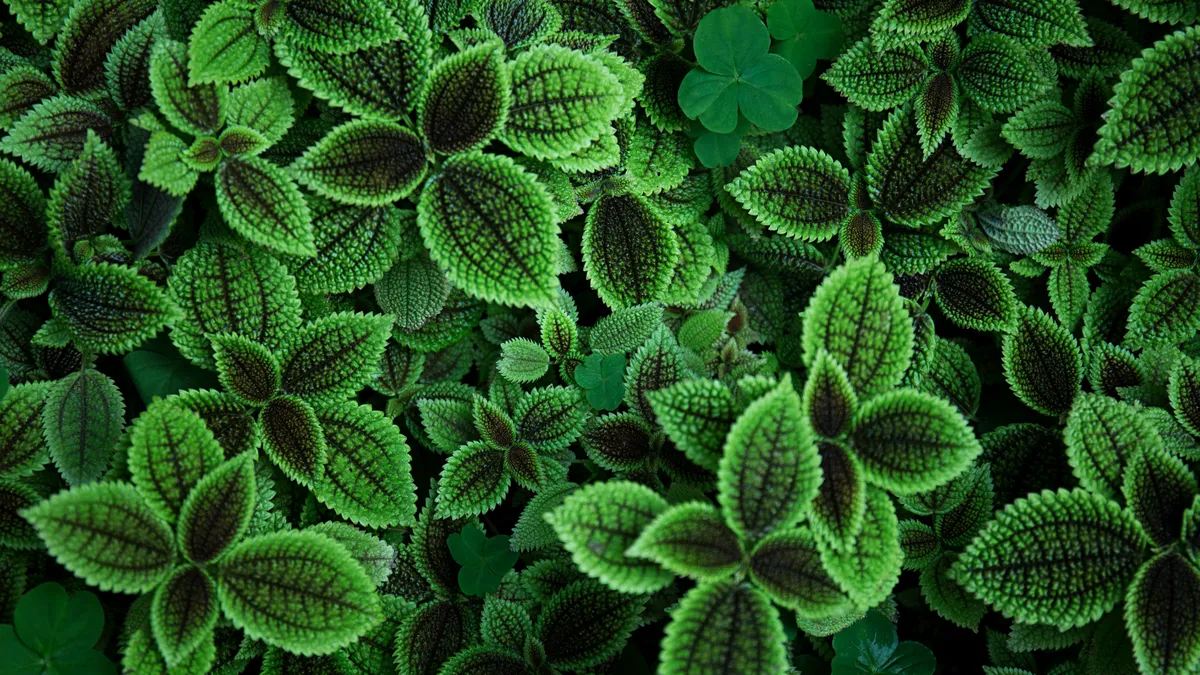 Plantpots20047