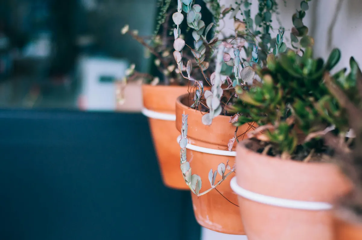 Plantpots20048