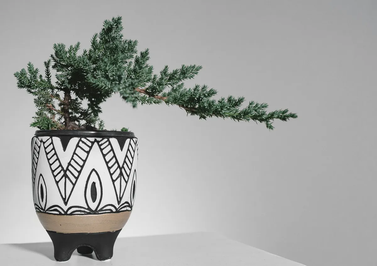 Plantpots20051