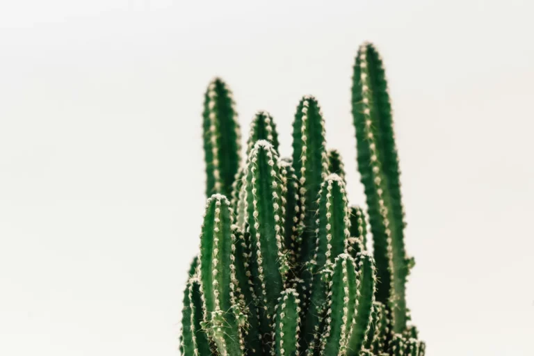 Plantpots20052
