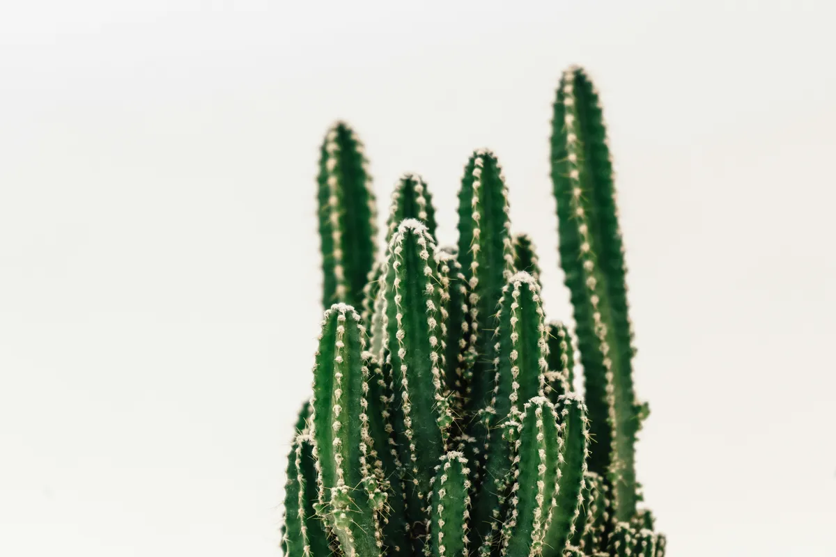 Plantpots20052