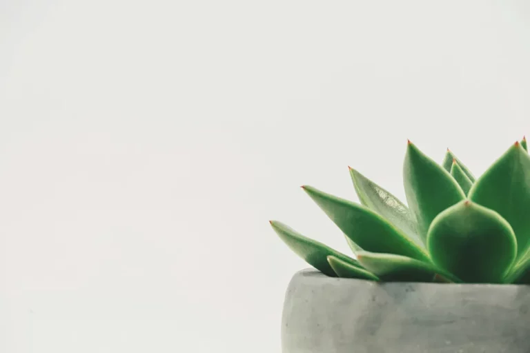 Plantpots20053
