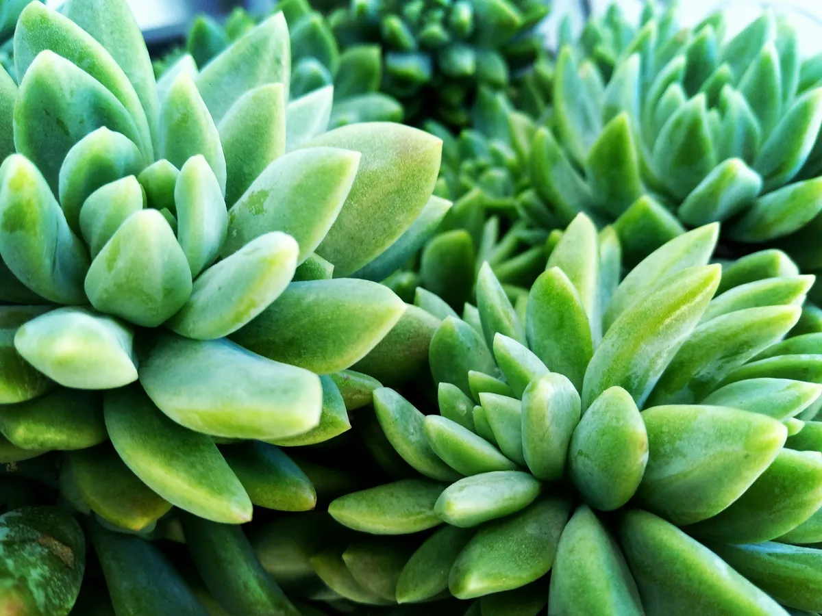 Plantpots20055