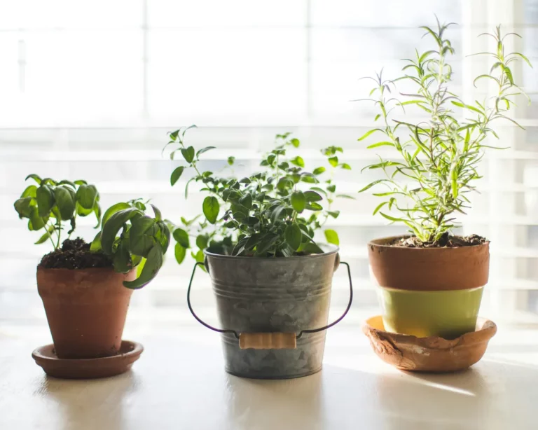 Plantpots20056