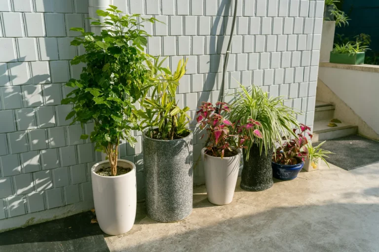 Plantpots20057