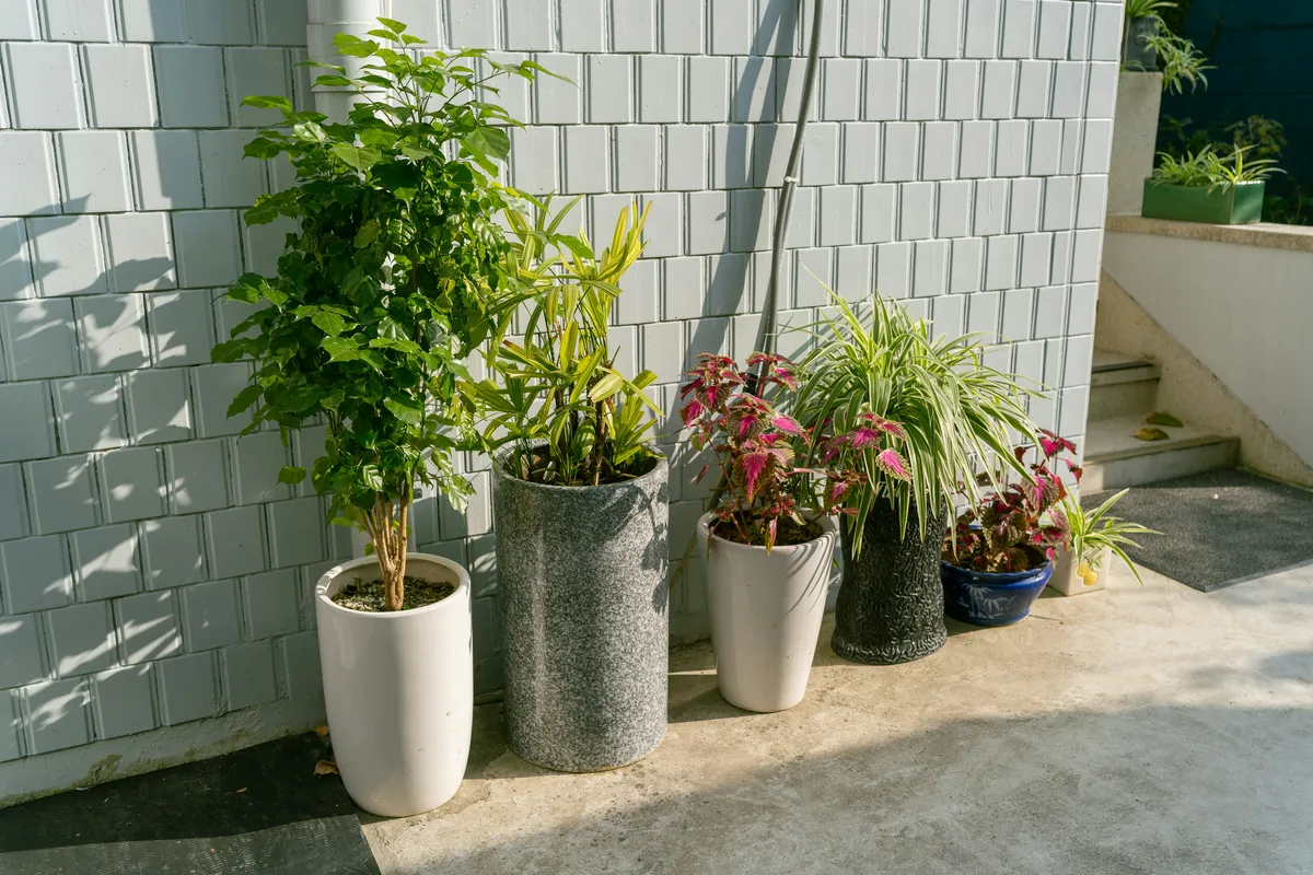 Plantpots20057