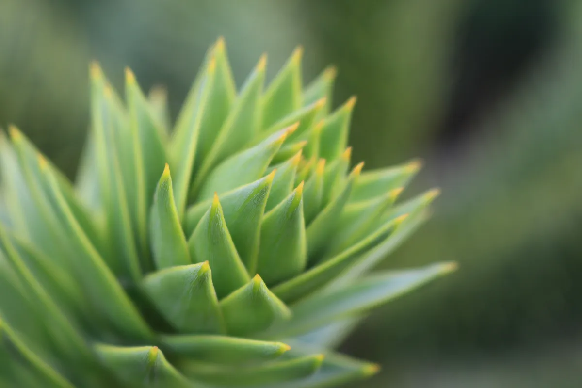 Plantpots20058