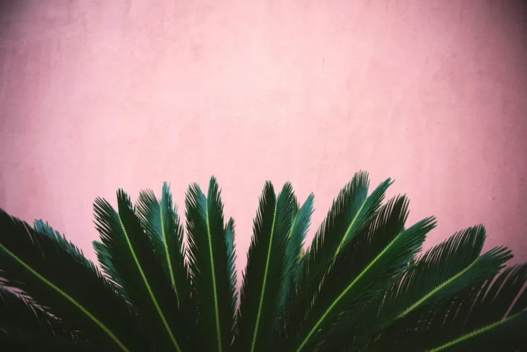 Plantpots20060