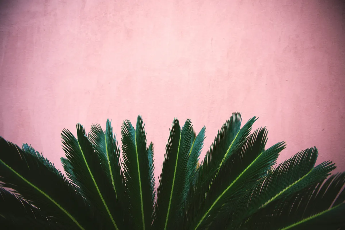 Plantpots20060