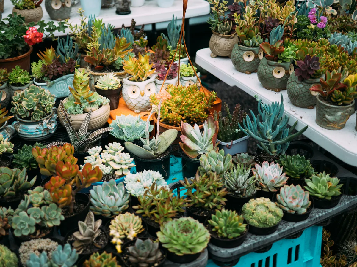 Plantpots20061