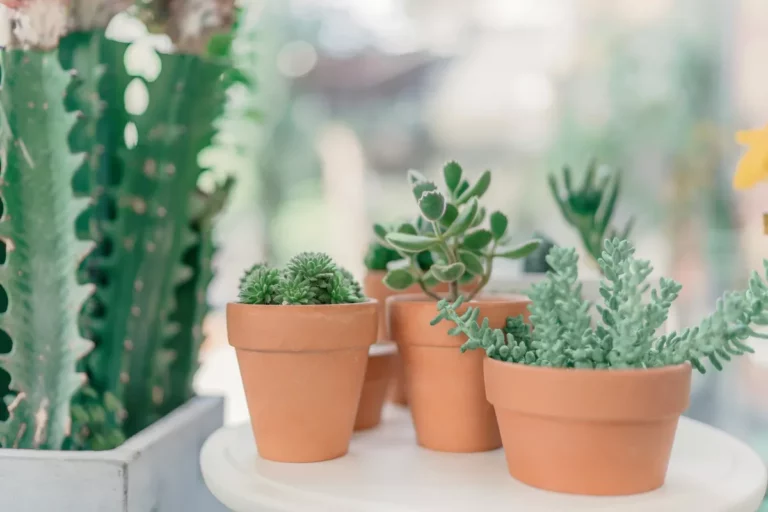 Plantpots20064