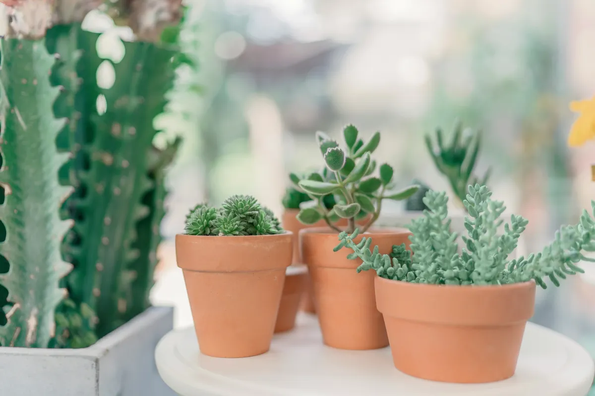 Plantpots20064