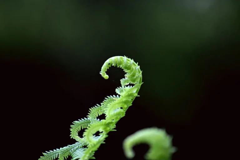 Plantpots20066